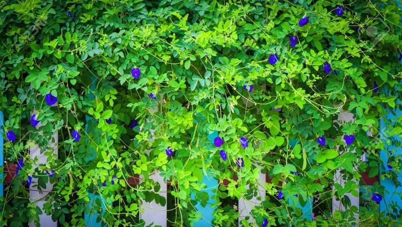 Cách Trồng Hoa Đậu Biếc Trong Chậu: Hướng Dẫn Chi Tiết Từ A Đến Z Cho Người Mới