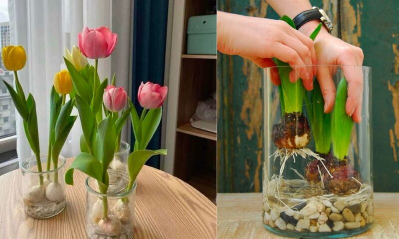 Cách Trồng Hoa Tulip Bằng Củ Đạt Năng Suất Và Nở Đúng Dịp