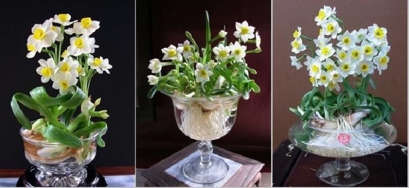 Cách Trồng Hoa Thuỷ Tiên Trong Nước: Hướng Dẫn Chi Tiết Từ A Đến Z Đạt Chuẩn Chuyên Gia