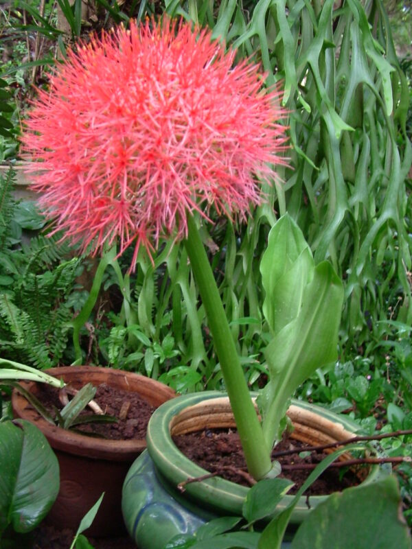 Có Nên Trồng Cây Hồng Tú Cầu Không – Kỹ Thuật Trồng Chanh Dây Chuẩn