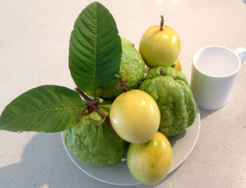 Hướng Dẫn Kỹ Thuật Trồng Chanh Dây Đạt Năng Suất Cao: Cách Trồng Cây Giá Bằng Bông Gòn