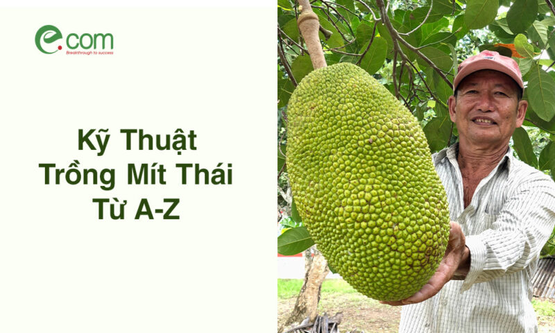 Kỹ Thuật Trồng Chanh Dây Chuẩn Khoa Học: Hướng Dẫn Chi Tiết A-Z
