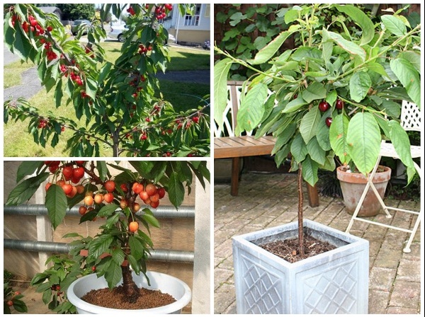 Cách Trồng Cây Cherry Mỹ Chi Tiết Cho Quả Sai Trĩu Cành
