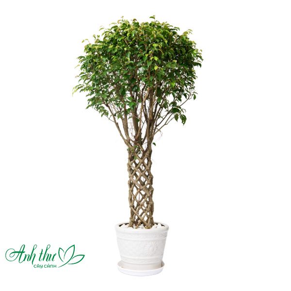 Có Nên Trồng Cây Sanh Trong Nhà: Phân Tích Chuyên Sâu Về Phong Thủy Và Kỹ Thuật Chăm Sóc Hiện Đại