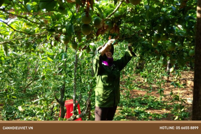 Thời Điểm Trồng Chanh Dây Tốt Nhất Trong Năm Đạt Năng Suất Tối Đa