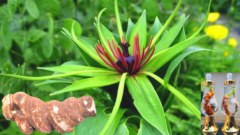 Cách Trồng Thất Diệp Nhất Chi Hoa Đạt Chuẩn Dược Liệu Chất Lượng Cao