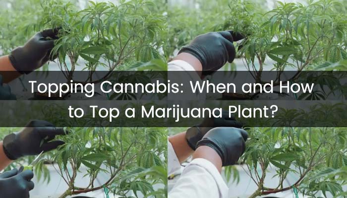 Cách Trồng Hoa Hồng Nhanh Ra Hoa: Quy Trình Toàn Diện Từ Giâm Cành Đến Kích Bông