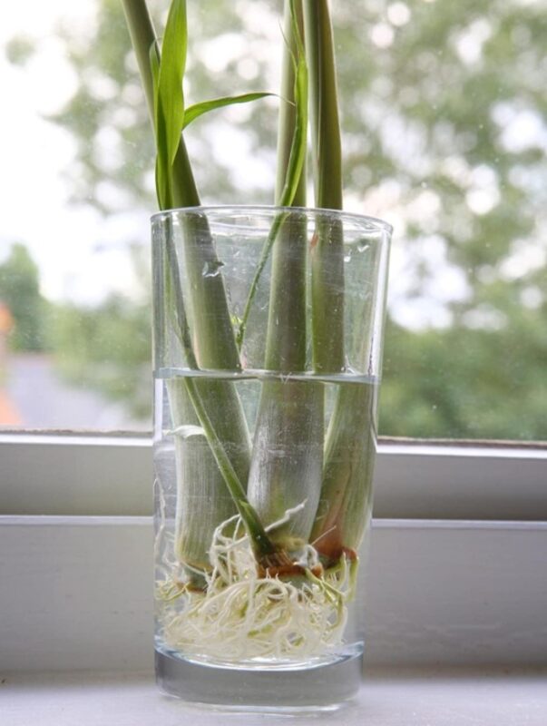 Cách Trồng Cây Sả Trong Nước Đơn Giản Tại Nhà
