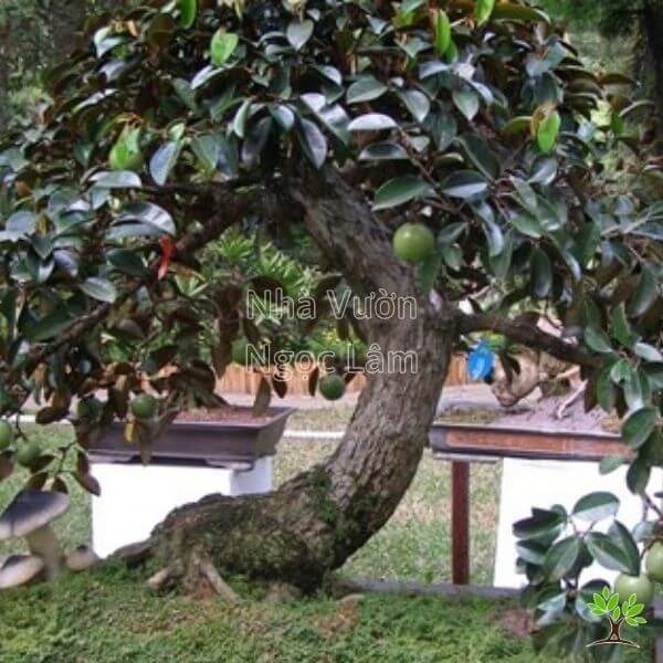 Có Nên Trồng Cây Vú Sữa Trước Cửa Nhà: Phân Tích Phong Thủy Và Kỹ Thuật Trồng