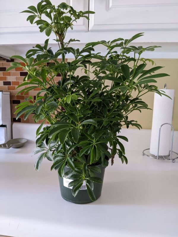 Cách Trồng Cây Tắc Kè Đá: Hướng Dẫn Kỹ Thuật Chăm Sóc Toàn Diện