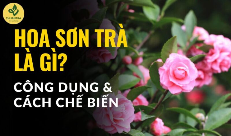 Cách Trồng Và Chăm Sóc Cây Hoa Sử Quân Tử Cho Năng Suất Vượt Trội