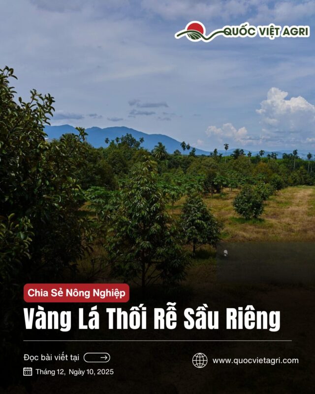 Cách Chăm Sóc Cây Cúc Thân Gỗ Toàn Diện: Kỹ Thuật Chuyên Sâu Từ A-Z