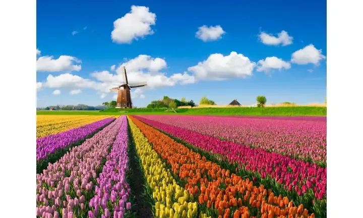 Ảnh Hoa Tulip Đẹp, mô tả cách trồng hoa tulip thủy sinh chi tiết