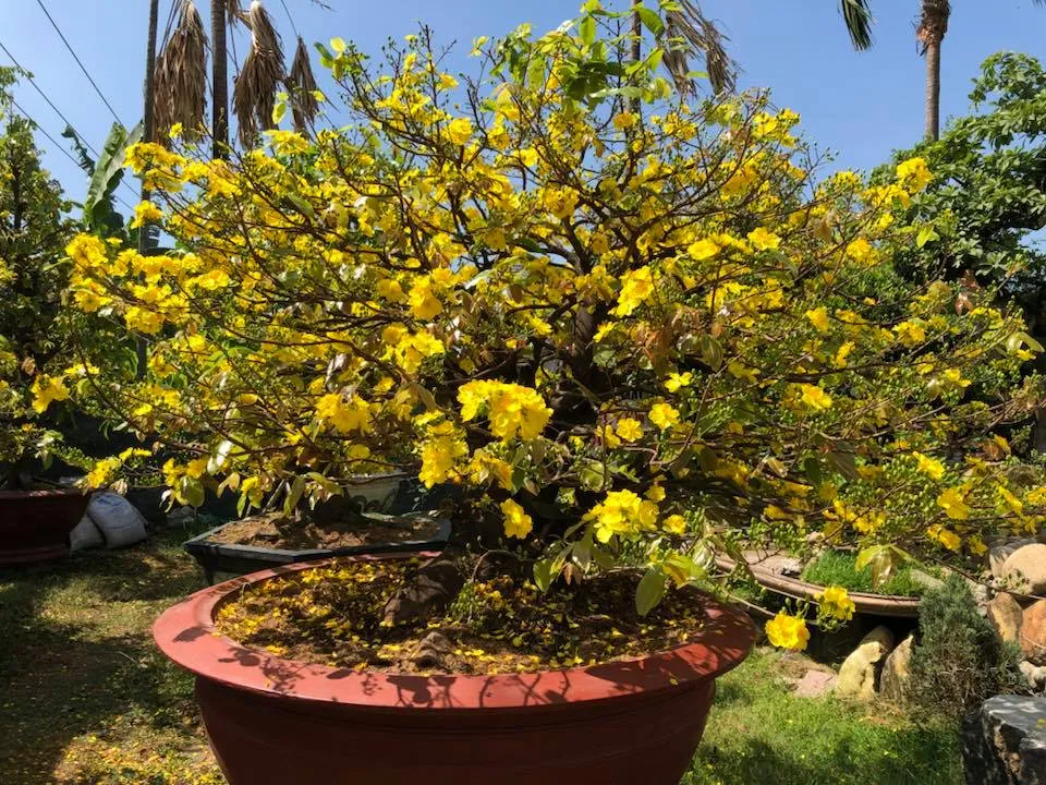 Ánh nắng nhẹ là yếu tố quan trọng trong cách chăm sóc cây mai vàng sau Tết để cây không bị suy