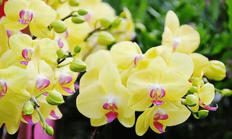 Ánh sáng cần thiết để cây lan phát triển và ra hoa đẹp