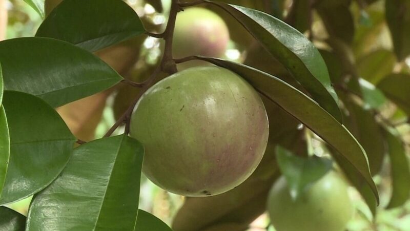 Cách Chăm Sóc Cây Vú Sữa Ra Quả Đạt Năng Suất Cao Và Chất Lượng Tối Ưu