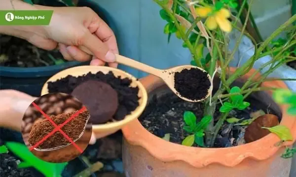Bã cà phê đã phơi khô chuẩn bị dùng để trồng cây bonsai và cây cảnh.