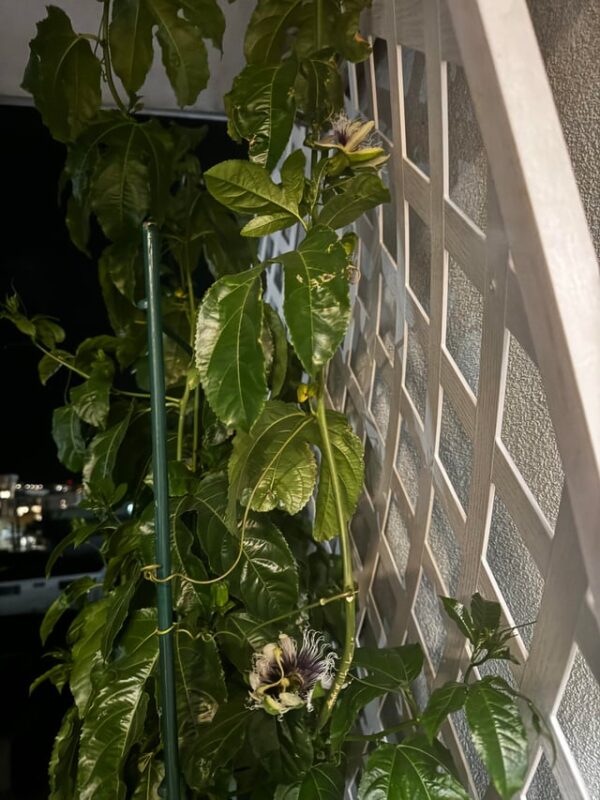 Nên Trồng Cây Gì Trong Nhà Chung Cư: Hướng Dẫn Kỹ Thuật Trồng Chanh Dây Toàn Diện