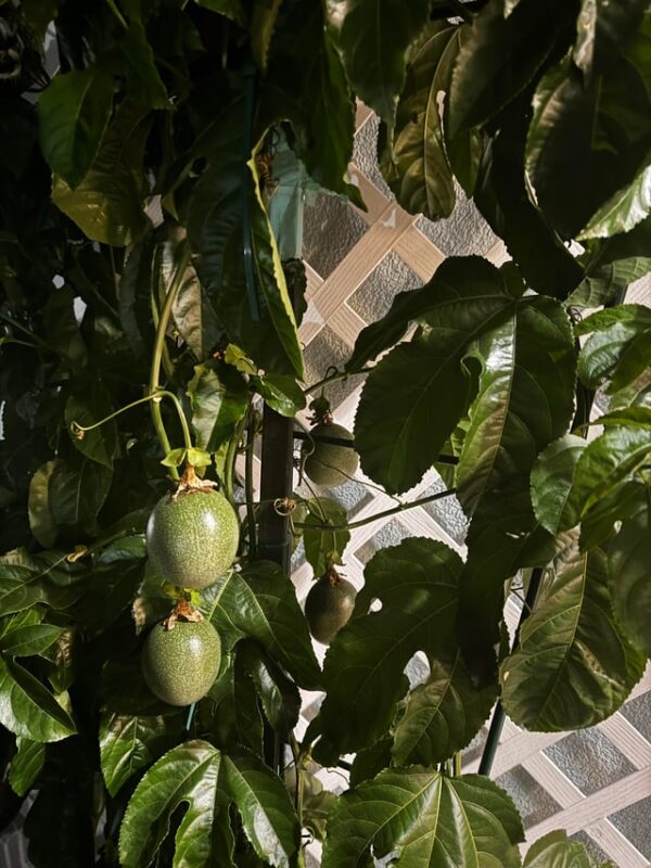 Nên Trồng Cây Gì Trong Nhà Chung Cư: Hướng Dẫn Kỹ Thuật Trồng Chanh Dây Toàn Diện