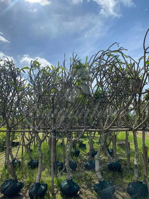 Bán số lượng lớn cây sứ