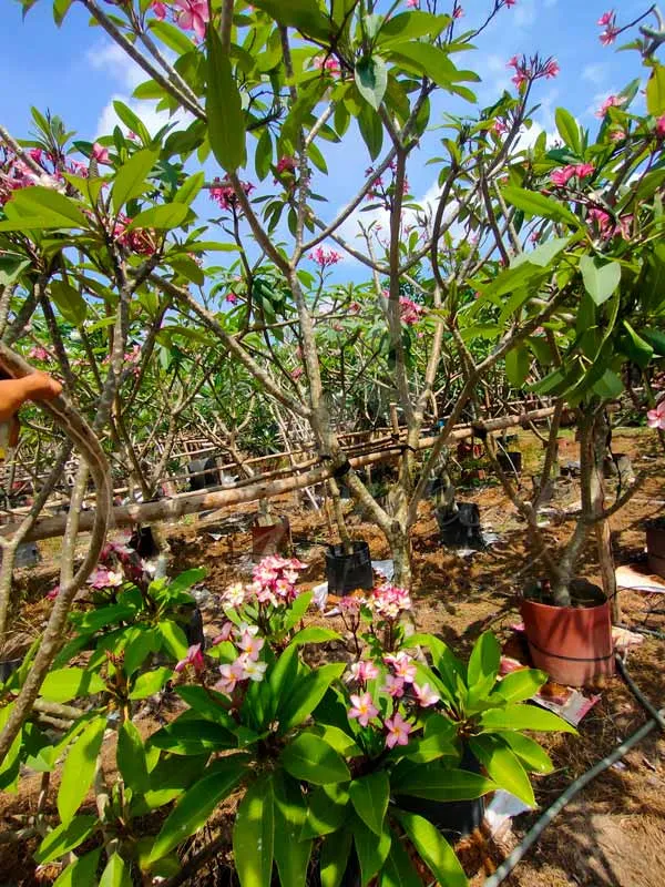 Bán sứ đại hoa hồng