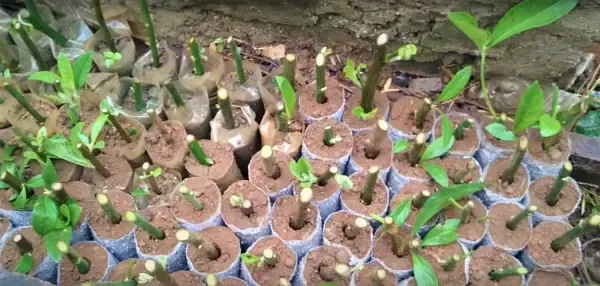 Bảo quản lá đắng bằng phương pháp sấy khô để dùng lâu dài