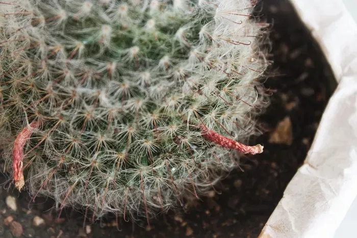 Bí quyết giúp cây xương rồng nở hoa và phát triển tốt