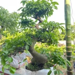 Bình Nước Thủy Canh Trầu Bà Đặt Ở Vị Trí Có Ánh Sáng Phù Hợp