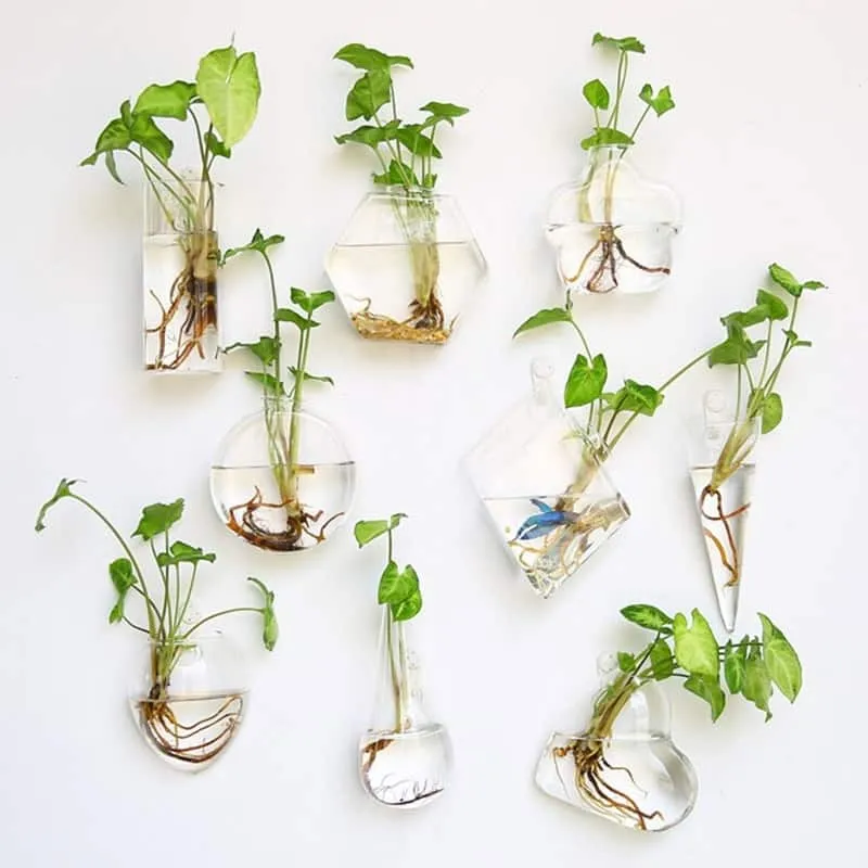 Bình thủy canh treo tường là giải pháp trồng cây không cần đất đơn giản