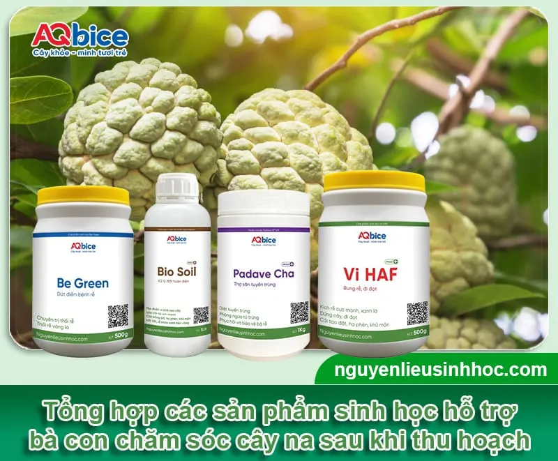 Bộ sản phẩm AQ Bice chuyên dùng để cải tạo đất và dưỡng rễ na sau thu hoạch