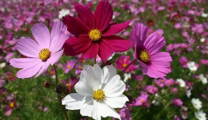 Bón Phân Cho Hoa Sao Tím Giúp Cây Ra Hoa Liên Tục