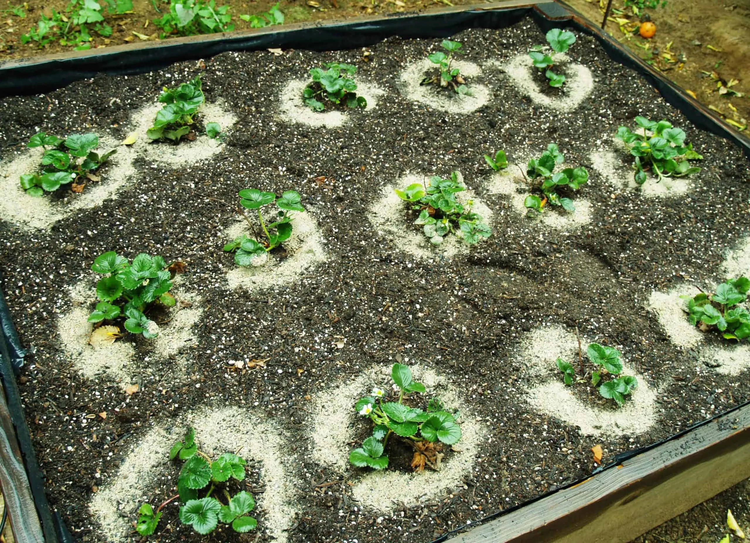 Bón phân giúp cây phát triển tốt