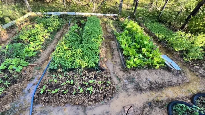 Bồn trồng rau được tạo thành từ thân cây chuối đã chẻ và xếp luống, cho thấy lớp phủ bề mặt và cây rau đang phát triển