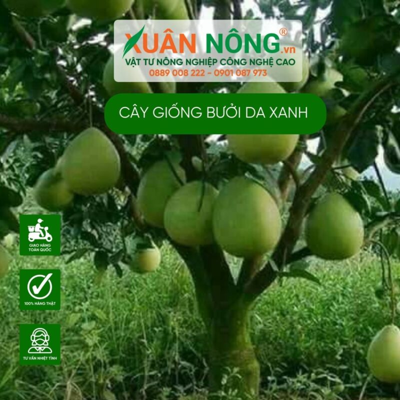 Cách Trồng Và Chăm Sóc Cây Bưởi Da Xanh Đạt Năng Suất, Chất Lượng Cao