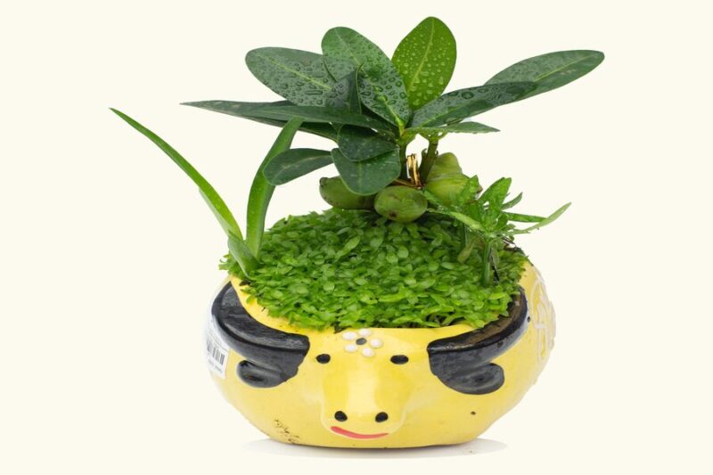 Cách Chăm Sóc Cây Cỏ May Mắn: Hướng Dẫn Chi Tiết Để Cây Luôn Phát Triển Tốt