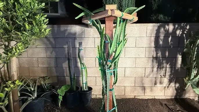 Các bước chuẩn bị đất và chậu để bắt đầu cách trồng cây trong Zen Garden