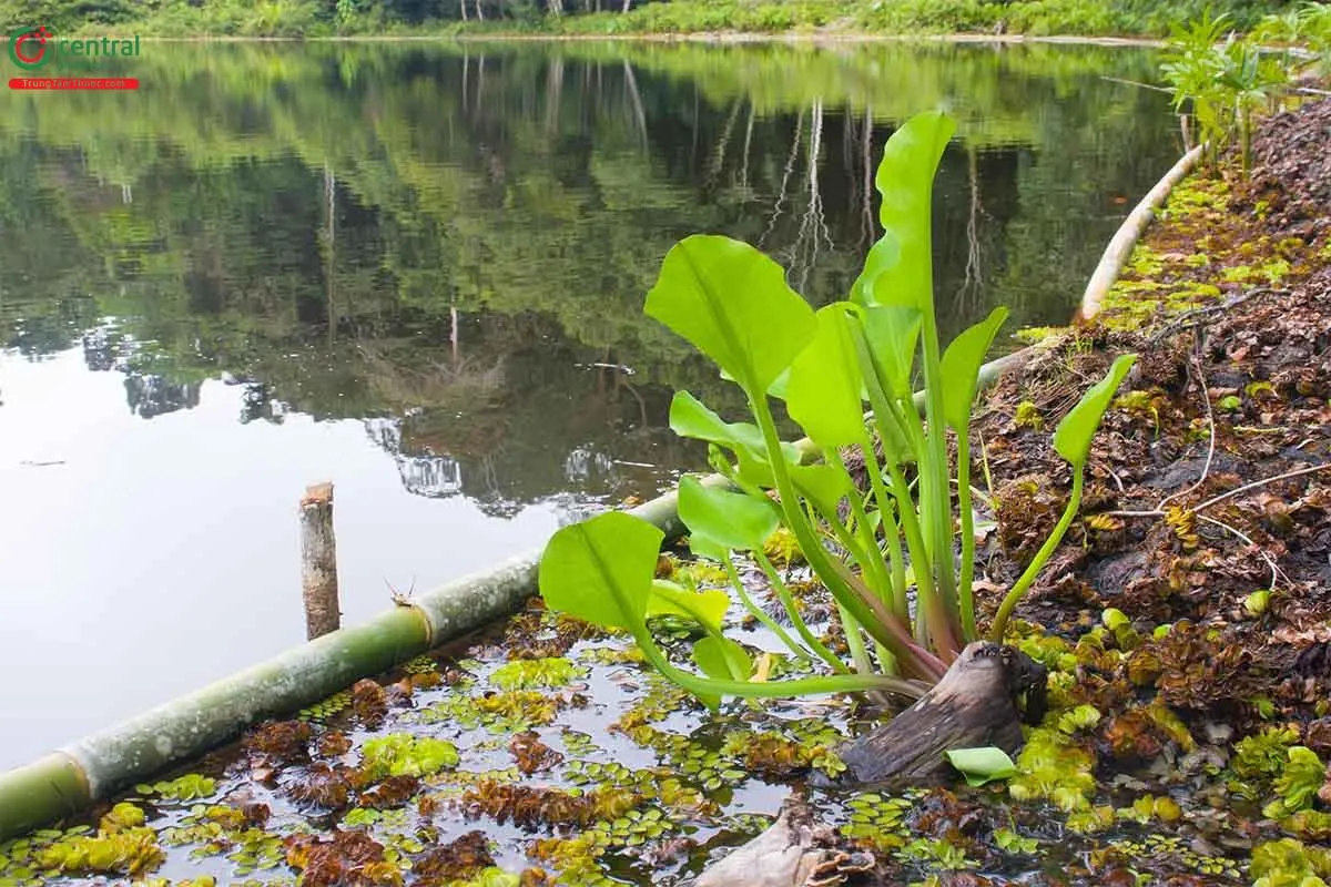 Các bước gieo trồng củ hành tăm chi tiết