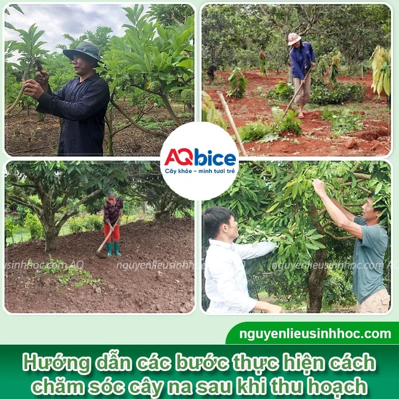 Các bước kỹ thuật cắt tỉa cành và đốn tạo tán cho cây na