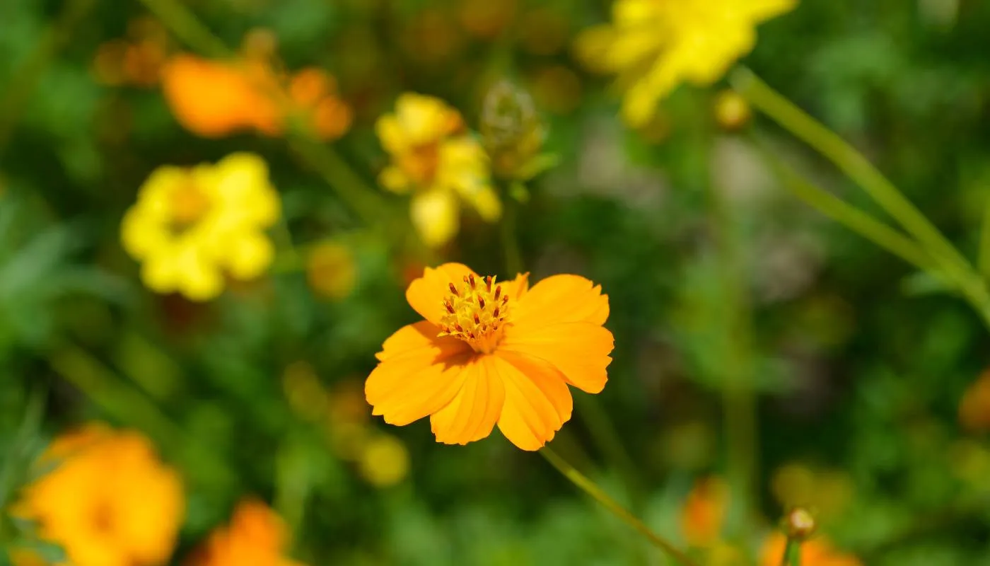 Các củ Saffron được gieo trồng theo hàng với mật độ hợp lý