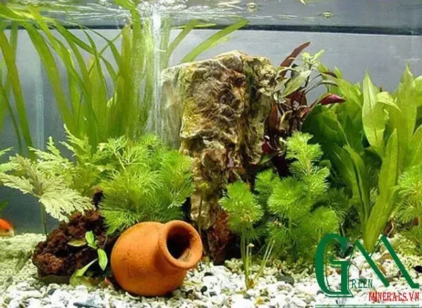 Các giải pháp canh tác và cây trồng phù hợp cho đất đồi dốc