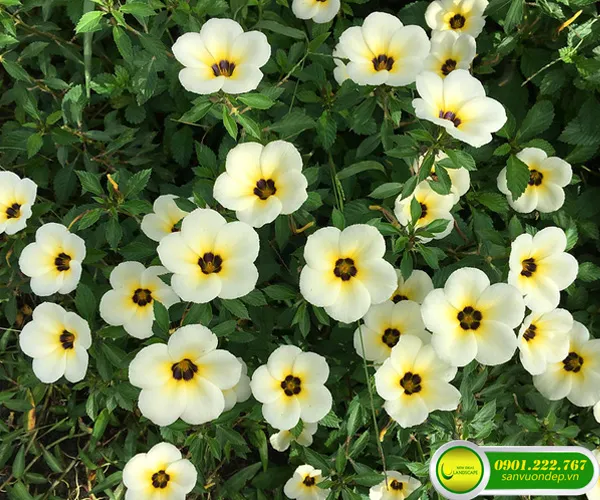 Các loại cây trồng ở sân vườn