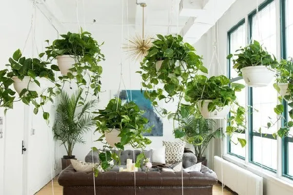 Các loại chậu treo gốm sứ và vị trí treo cây Trầu Bà lý tưởng