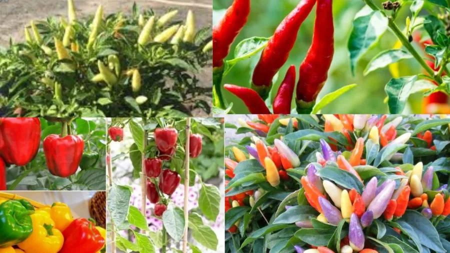 Các loại ớt cảnh nhiều màu sắc khác nhau