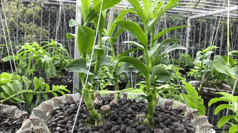 Các loại phân bón và lịch bón hợp lý khi chăm sóc lan