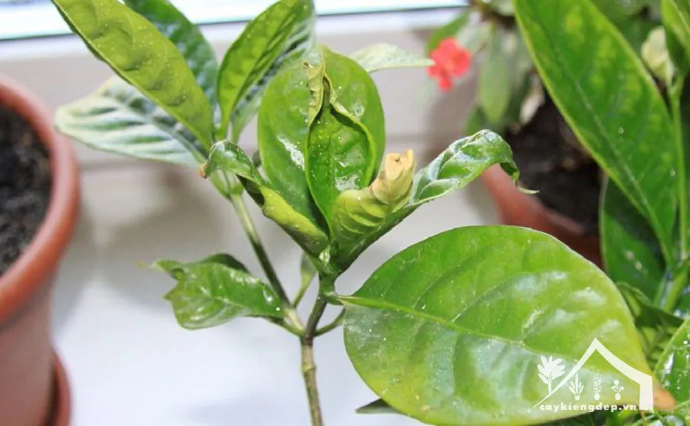 các-loài-sâu-bệnh-thường-gặp-ở-mai-vạn-phúc