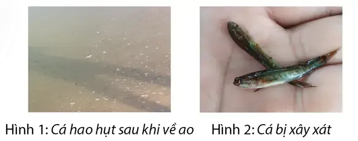 Các Yếu Tố Ảnh Hưởng Đến Cá Giống Trong Quá Trình Vận Chuyển