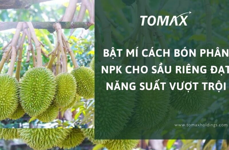 Cách Trồng Và Chăm Sóc Cây Bí Đao Đạt Năng Suất Cao, Chất Lượng Vượt Trội