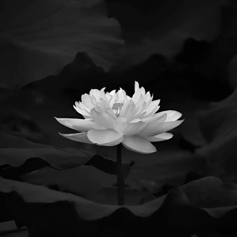 Cách bón phân và tưới nước đúng lịch trình cho cây cẩm chướng chùm