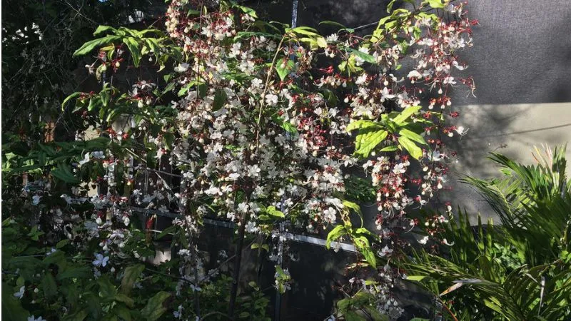 Cách chăm sóc cây dạ ngọc minh châu đòi hỏi sự quan tâm đến ánh sáng, nhiệt độ và độ ẩm