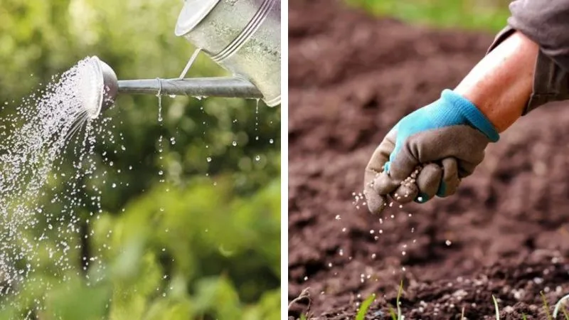 Cách chăm sóc cây kim quýt